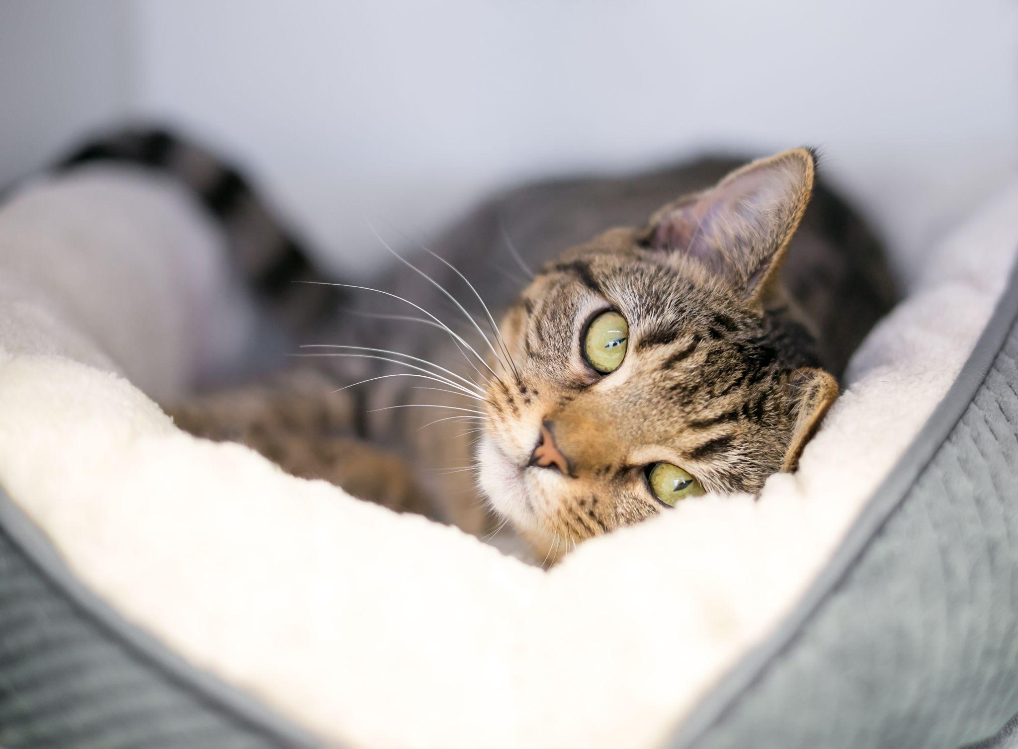 A tabby shorthair cat lying down in a comfortable pet bed and looking at the camera